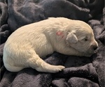 Small Photo #12 Golden Retriever Puppy For Sale in MODESTO, CA, USA