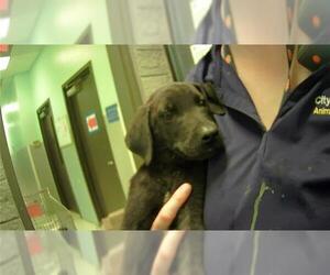 Labrador Retriever-Unknown Mix Dogs for adoption in Tulsa, OK, USA