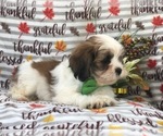 Small Photo #9 Lhasa Apso Puppy For Sale in LAKELAND, FL, USA