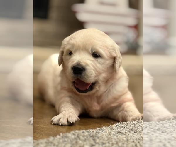 Medium Photo #3 English Cream Golden Retriever Puppy For Sale in BYRON CENTER, MI, USA