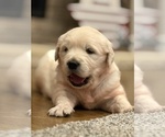 Small #2 English Cream Golden Retriever