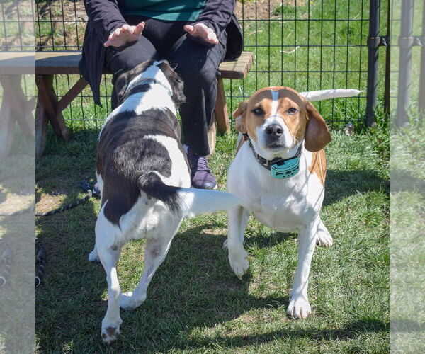 Medium Photo #8 Labbe Puppy For Sale in Huntley, IL, USA