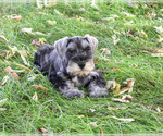 Kennedy - Male Schnauzer (Miniature) Puppy for Sale - Photo #4