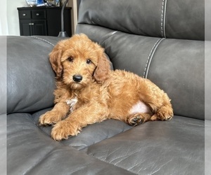 Goldendoodle (Miniature) Puppy for sale in FRANKLIN, IN, USA