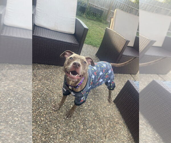 Medium Photo #2 American Pit Bull Terrier Puppy For Sale in Evansville, IN, USA