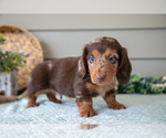 Small Photo #9 Dachshund Puppy For Sale in WILLARD, OH, USA