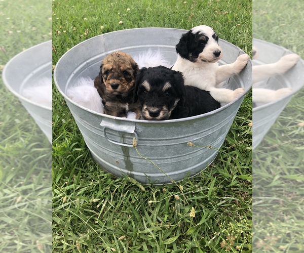 Medium Photo #3 Poodle (Standard)-Pyredoodle Mix Puppy For Sale in TRENTON, GA, USA