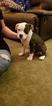 Small Photo #2 American Bully Puppy For Sale in CRESTON, MT, USA