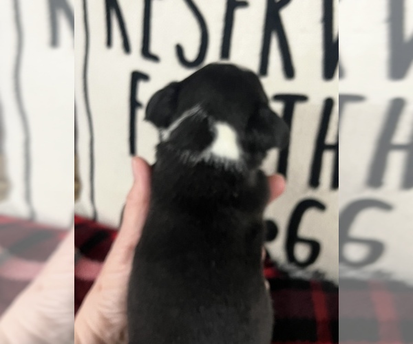 Medium Photo #2 Boston Terrier Puppy For Sale in NILES, MI, USA