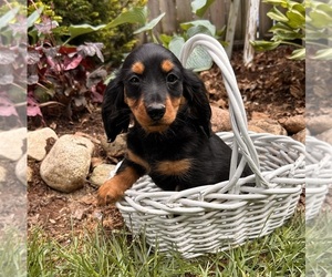 Dachshund Puppy for sale in MIDDLEBURY, IN, USA