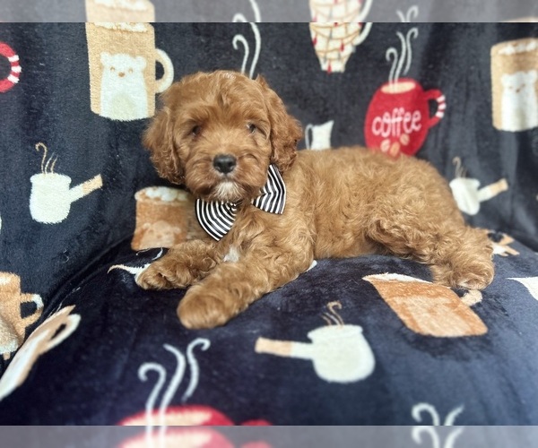 Medium Photo #6 Cavapoo Puppy For Sale in LAKELAND, FL, USA