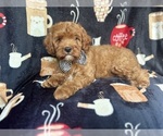 Small #5 Cavapoo