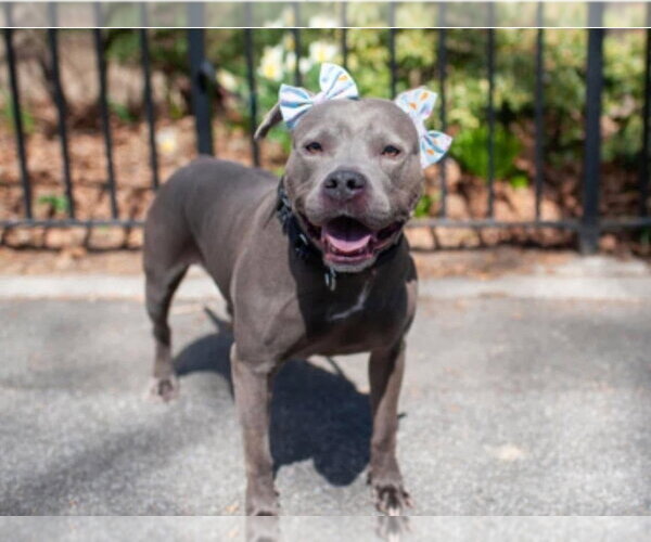 Medium Photo #2 American Staffordshire Terrier-Unknown Mix Puppy For Sale in Brewster, NY, USA