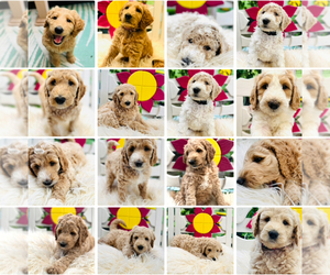Australian Labradoodle-Poodle (Standard) Mix Litter for sale in CANTON, IL, USA