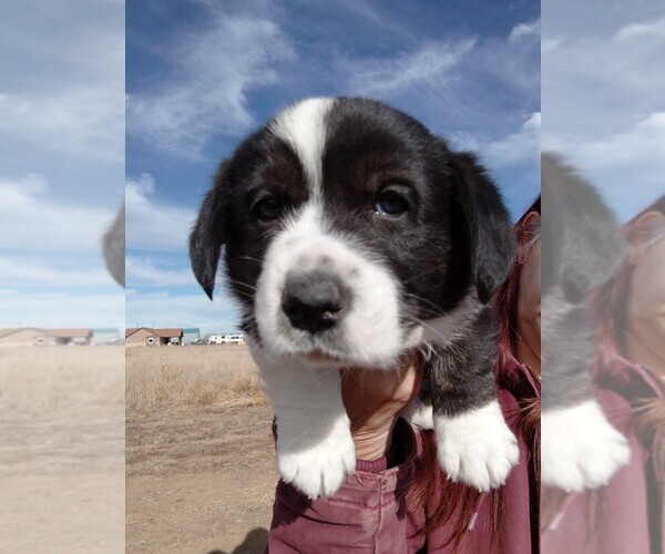 Medium Photo #1 Cardigan Welsh Corgi-Pembroke Welsh Corgi Mix Puppy For Sale in KEENESBURG, CO, USA