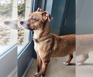 American Pit Bull Terrier-Unknown Mix Dogs for adoption in Newton, NC, USA