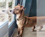 Small American Pit Bull Terrier Mix