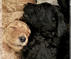 Poodle (Standard) Puppy for Sale in DEXTER, Missouri USA