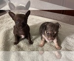 Small Chihuahua