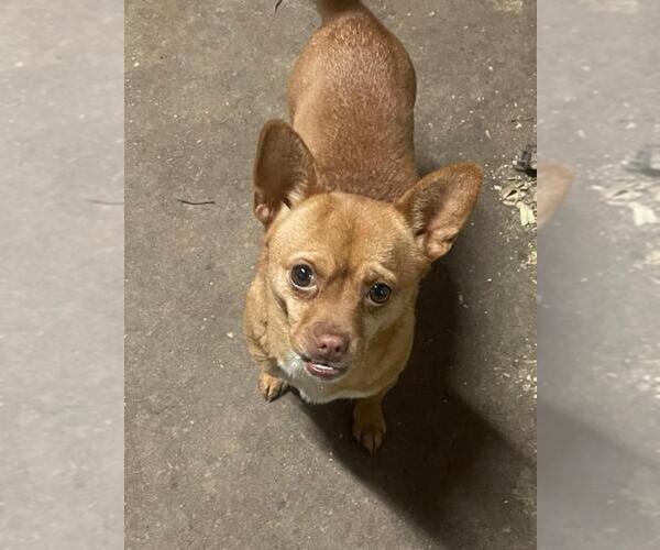 Medium Photo #9 Chiranian Puppy For Sale in Atlanta, GA, USA