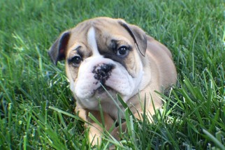 Bulldog Puppy for sale in PLATTE CITY, MO, USA