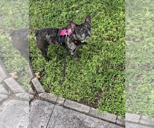 French Bulldog Puppy for sale in MIAMI, FL, USA