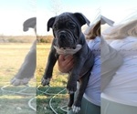 Small Photo #6 American Bully Puppy For Sale in MARTELL, NE, USA
