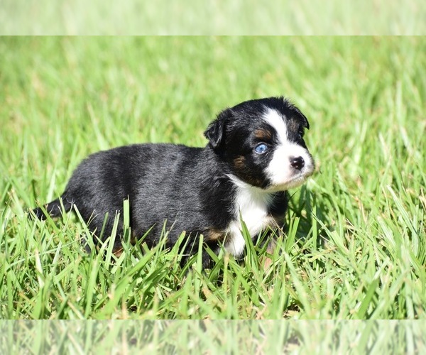Medium Photo #3 Miniature Australian Shepherd Puppy For Sale in PALM COAST, FL, USA