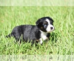 Small #2 Miniature Australian Shepherd