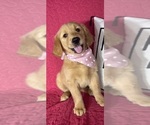 Gloria - Female Golden Retriever Puppy for Sale - Small photo