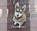 Puppy Chonkers Siberian Husky