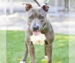 Small #1 American Pit Bull Terrier