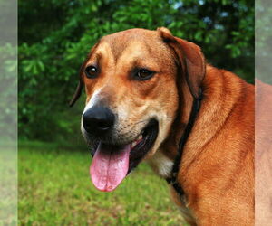 Oscar - Male Labrador Retriever-Rhodesian Ridgeback Mix Dog for Adoption - Photo #9