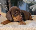 Small #1 Dachshund