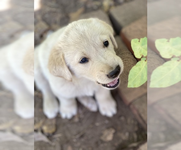 Medium Photo #10 Labrenees Puppy For Sale in ROYSTON, GA, USA