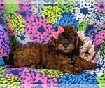 Small Photo #5 ShihPoo Puppy For Sale in LINCOLN UNIVERSITY, PA, USA