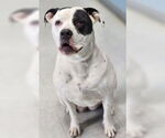 Small #7 American Pit Bull Terrier Mix