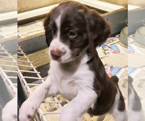 Brittany Puppy for sale in BLOSSBURG, PA, USA