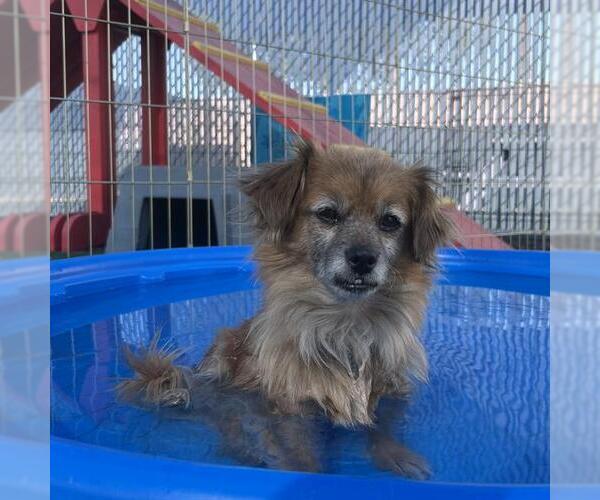 Medium Photo #1 Chihuahua Puppy For Sale in Redlands, CA, USA