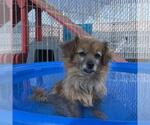 Small Chihuahua