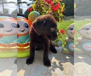 Labrador Retriever Puppy for sale in NEOLA, WV, USA