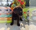 Image preview for Ad Listing. Nickname: AKC Ready to Go