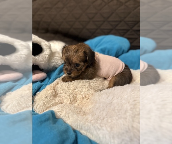 Medium Photo #24 Yorkshire Terrier Puppy For Sale in ORLANDO, FL, USA
