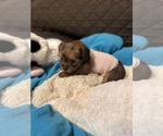 Small #2 Yorkshire Terrier