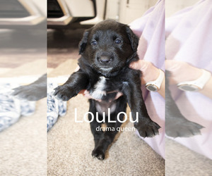 Labrottie Dog for Adoption in NEW HARMONY, Utah USA