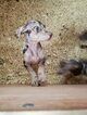 Small Photo #6 Catahoula Leopard Dog Puppy For Sale in WEST BEND, WI, USA