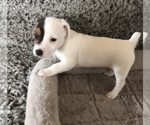 Jack Russell Terrier Puppy for Sale in APPLE CREEK, Ohio USA