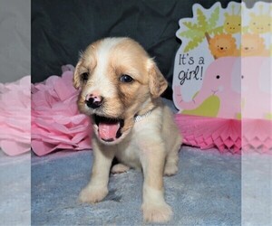 Aussiedoodle Puppy for sale in HANCEVILLE, AL, USA