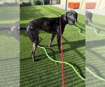 Small #4 Great Dane