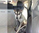 Small #7 Huskies -Labrador Retriever Mix